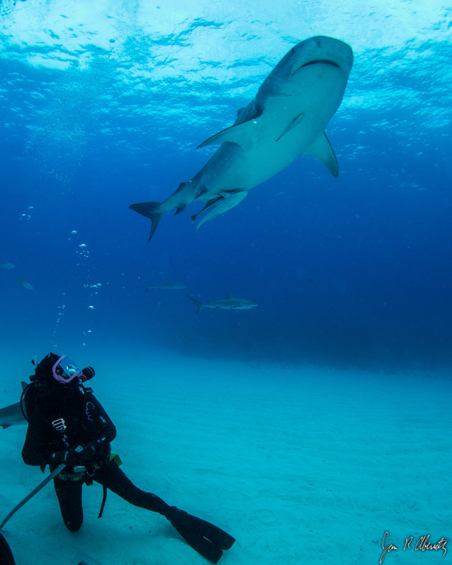 Judi Lowe diving
